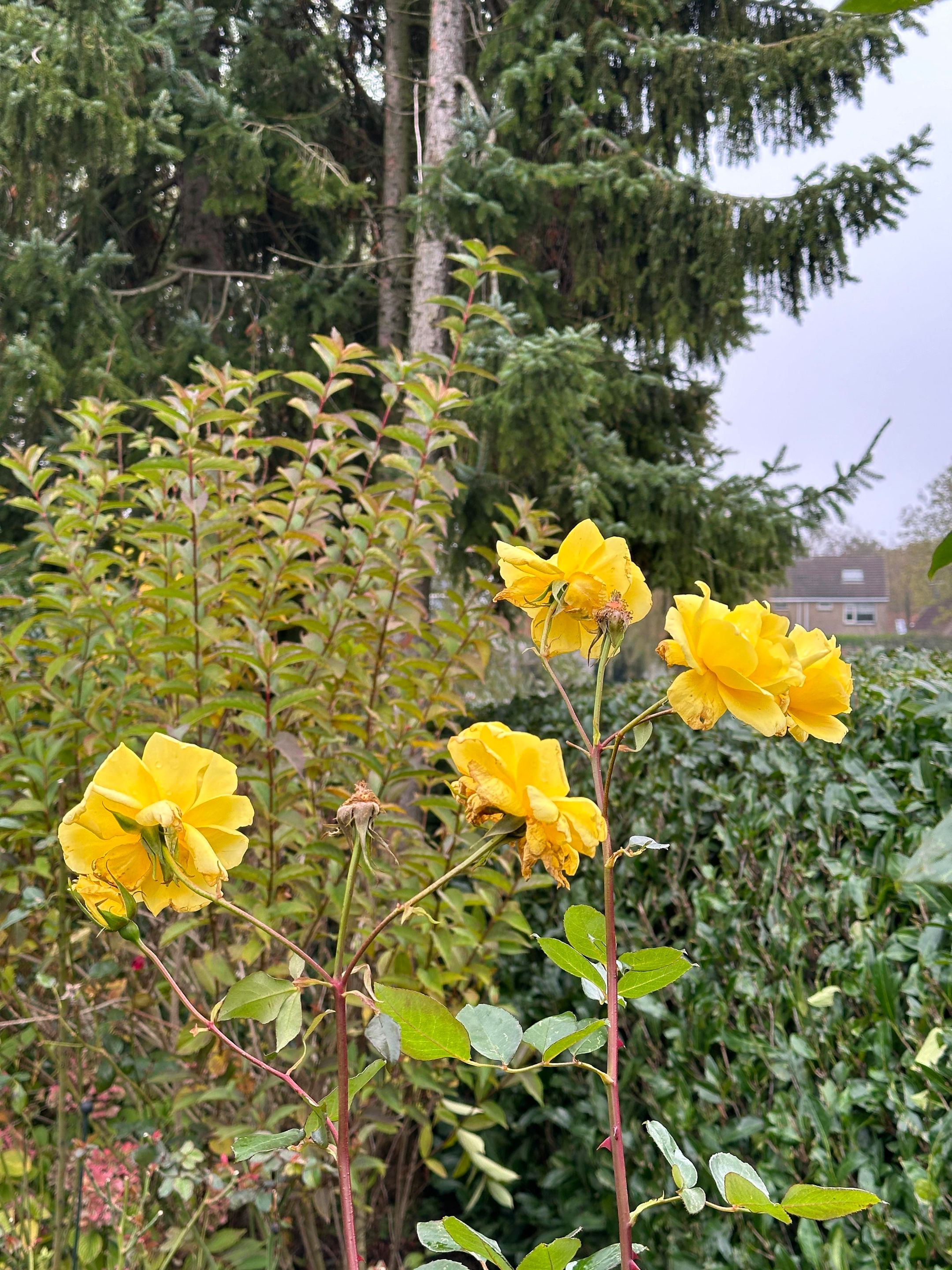 Foto 126 van de Uilenburg 10