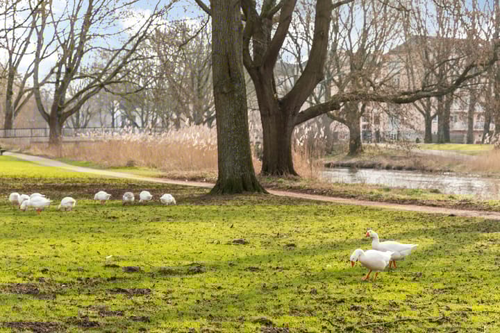 Foto 29 van Rubenslaan 63-3