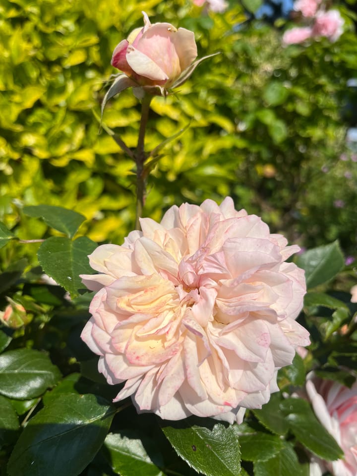 Foto 14 van Schipperslaan 3