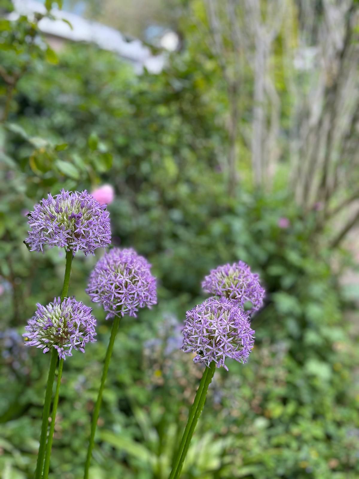 Foto 15 van Schipperslaan 3