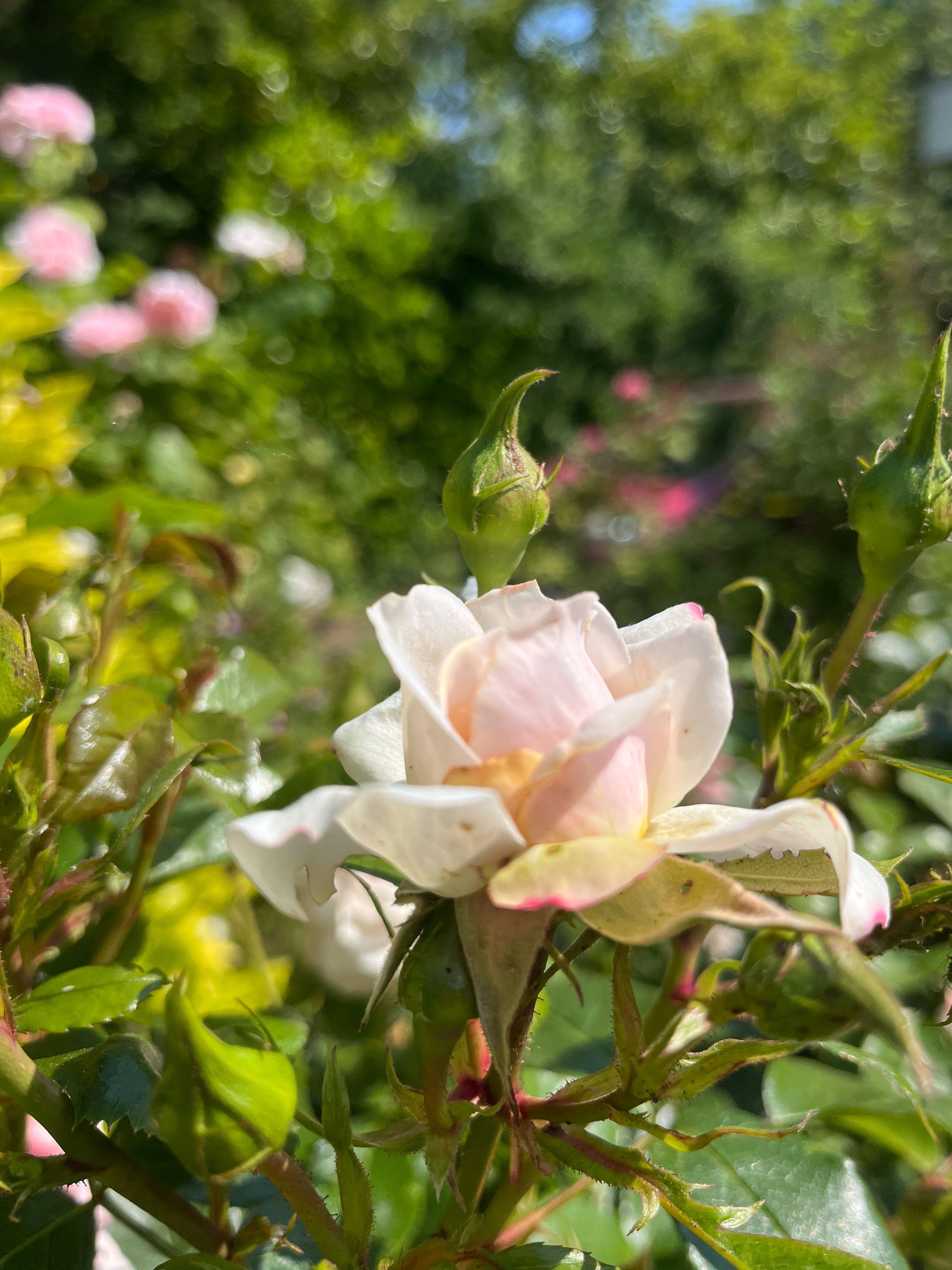 Foto 72 van Schipperslaan 3