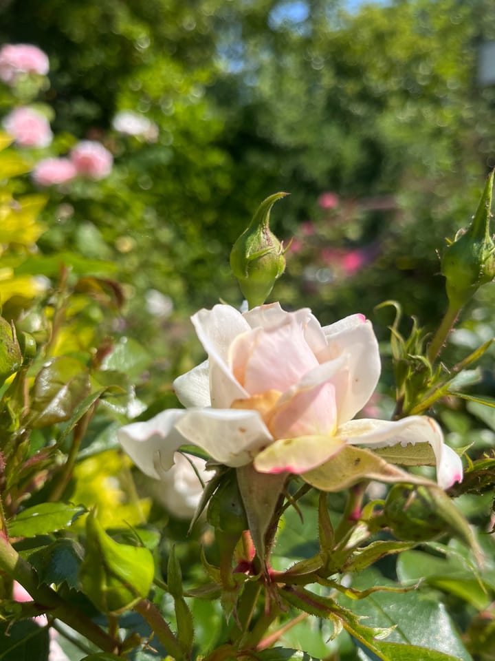 Foto 72 van Schipperslaan 3