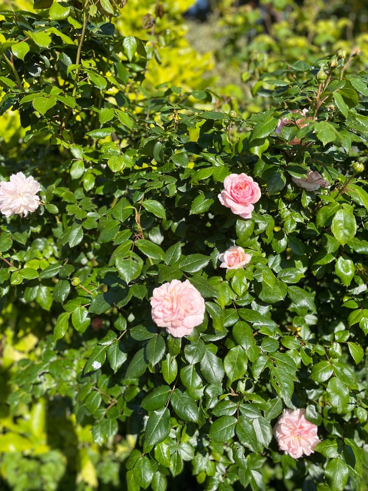 Foto 74 van Schipperslaan 3