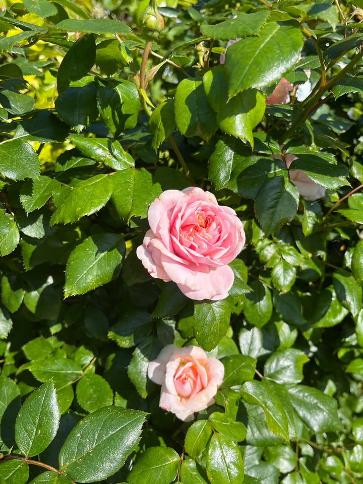 Foto 75 van Schipperslaan 3