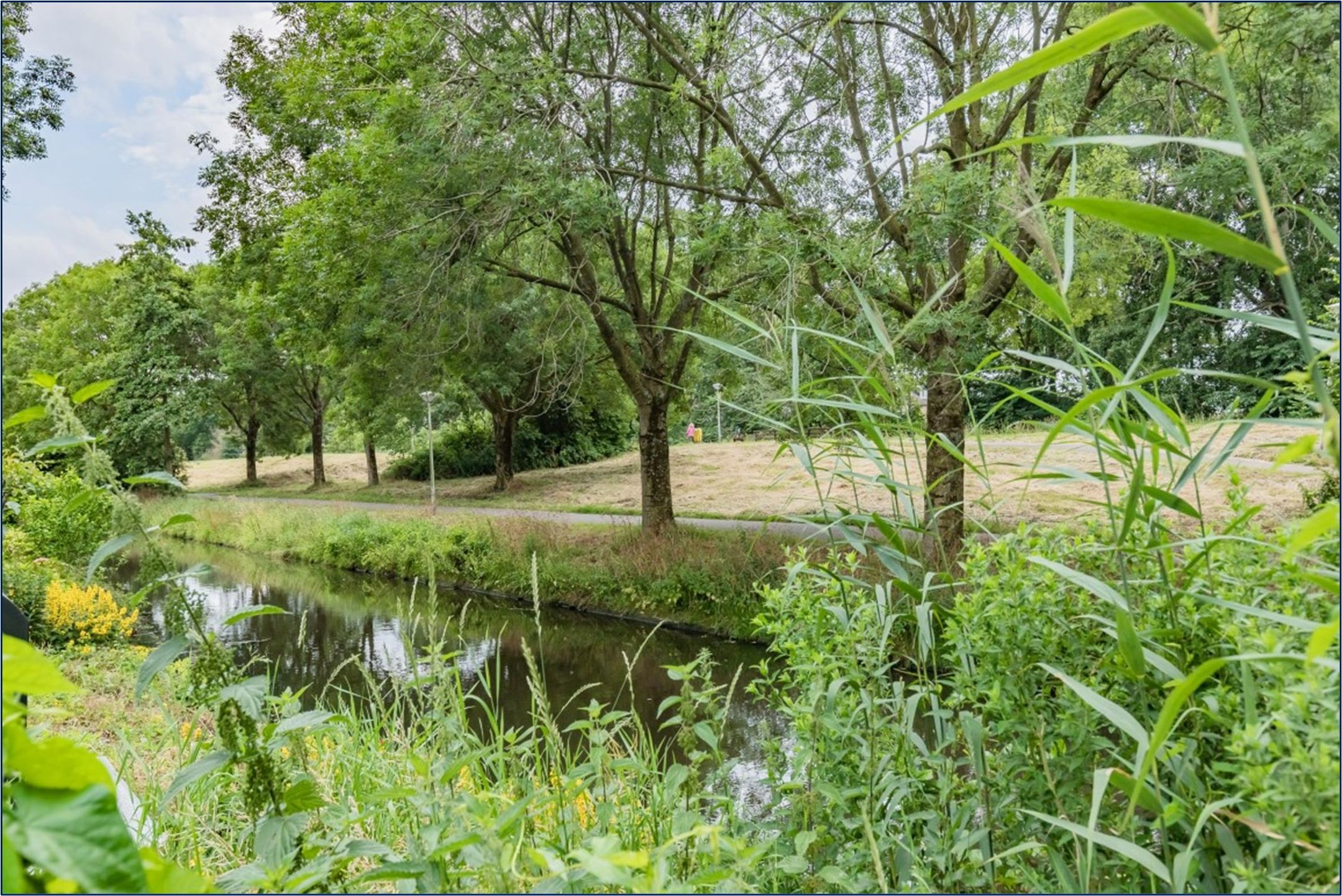 Foto 3 van Koraalzwam 80