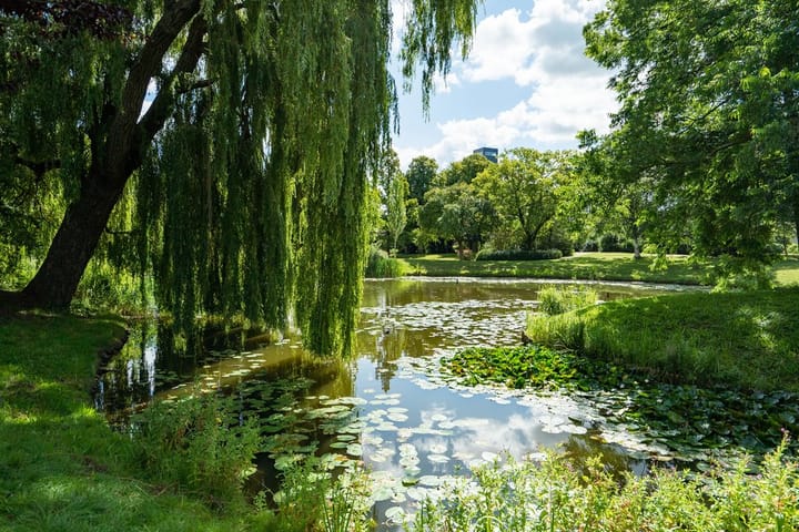 Foto 51 van Coornhertstraat 13