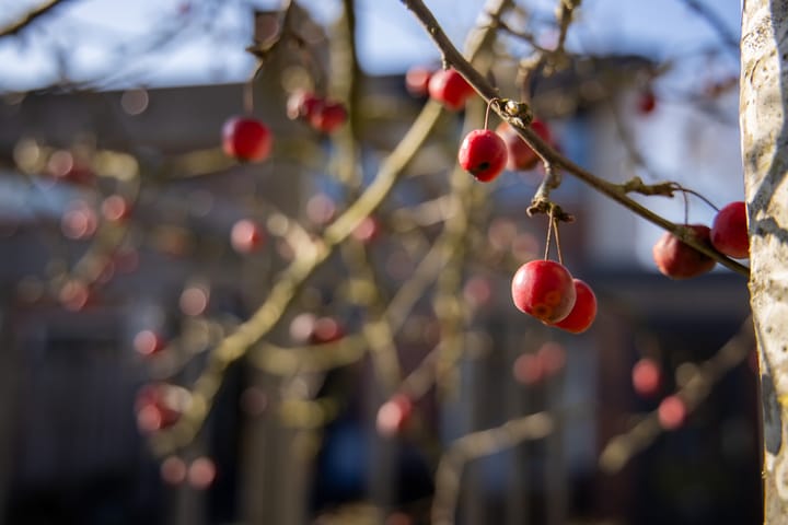 Foto 53 van Cézannehof 1