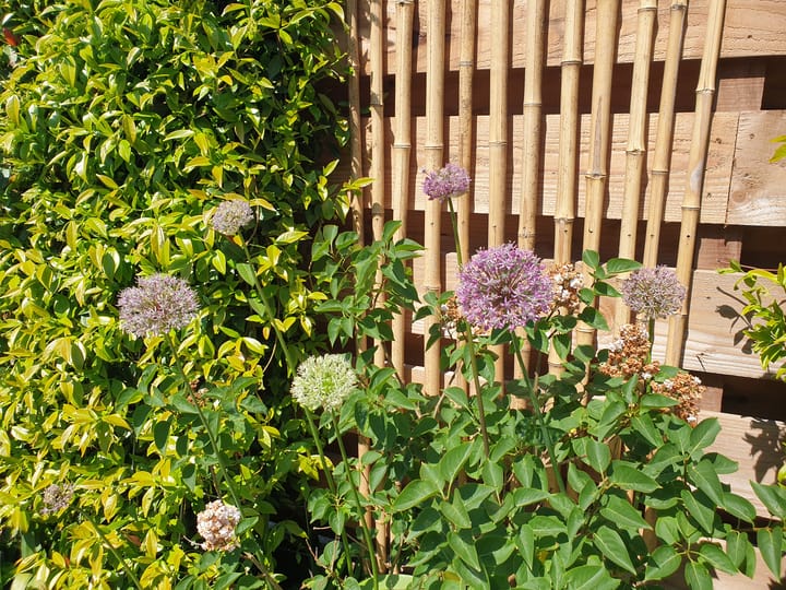 Foto 29 van Nijbuorren 8