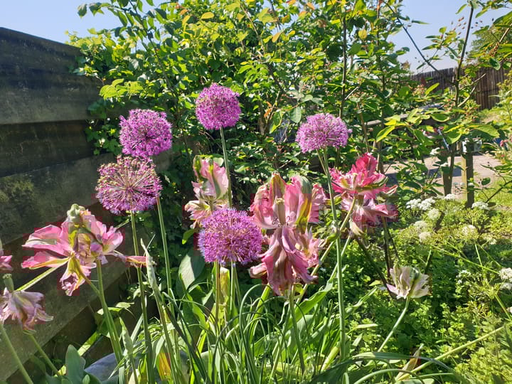 Foto 33 van Nijbuorren 8