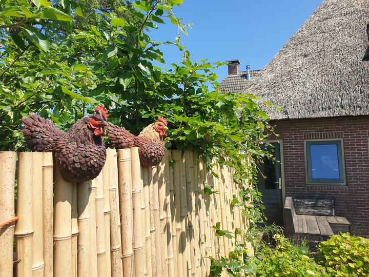 Foto 35 van Nijbuorren 8