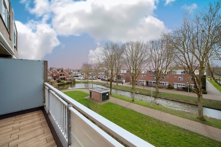 Foto 12 van Penningkruid 12