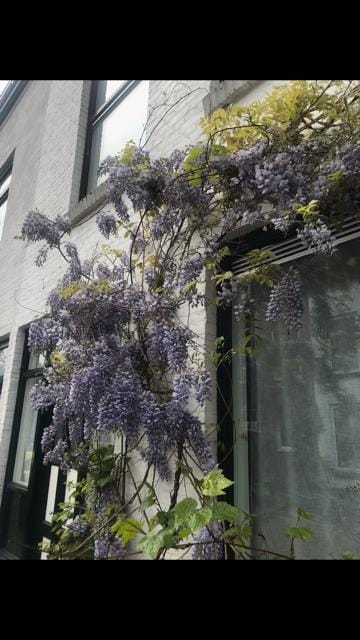 Foto 45 van Narcissenstraat 51