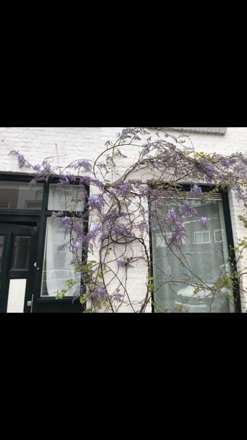 Foto 46 van Narcissenstraat 51