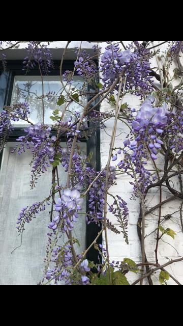 Foto 56 van Narcissenstraat 51