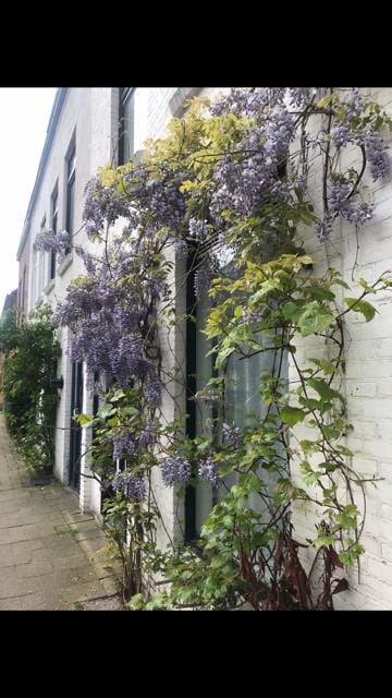 Foto 57 van Narcissenstraat 51