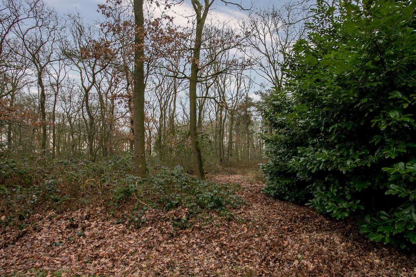 Foto 44 van Blitterswijckseweg 7