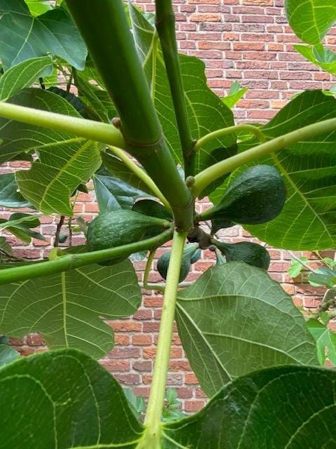 Photo 59 of Gooiergracht 163