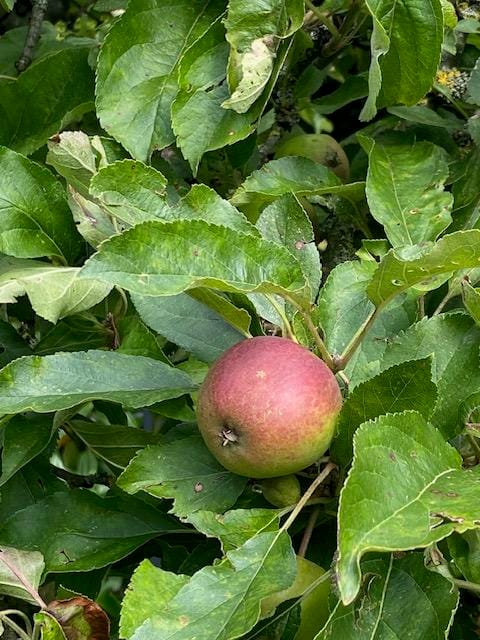 Foto 60 van Gooiergracht 163