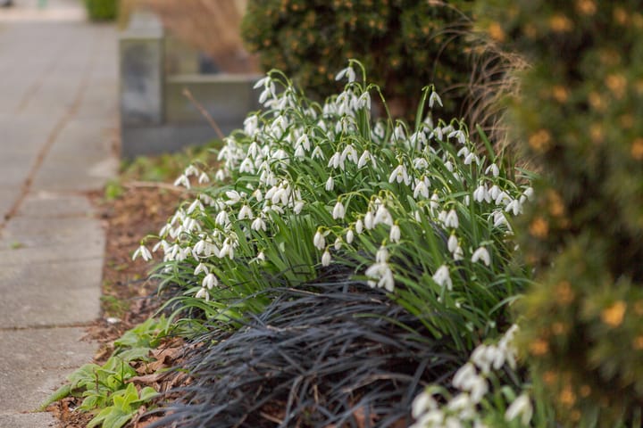 Foto 6 van Atalanta 12