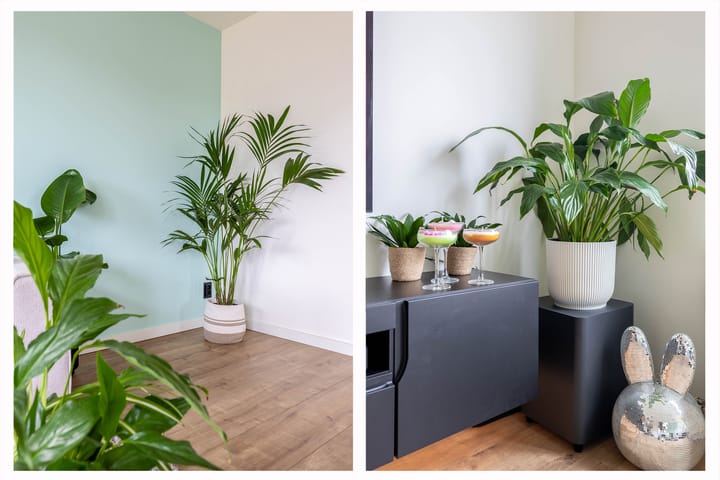 Foto 8 van Clusiusstraat 126