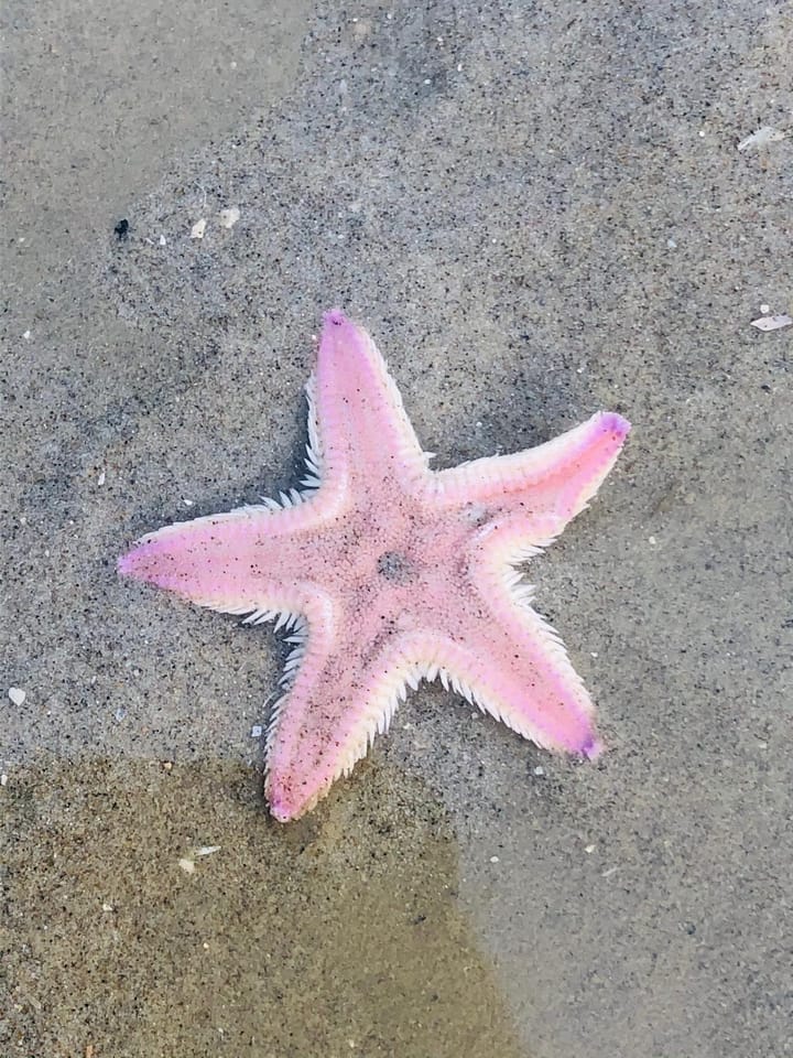 Foto 46 van Vuurtorenpark 216