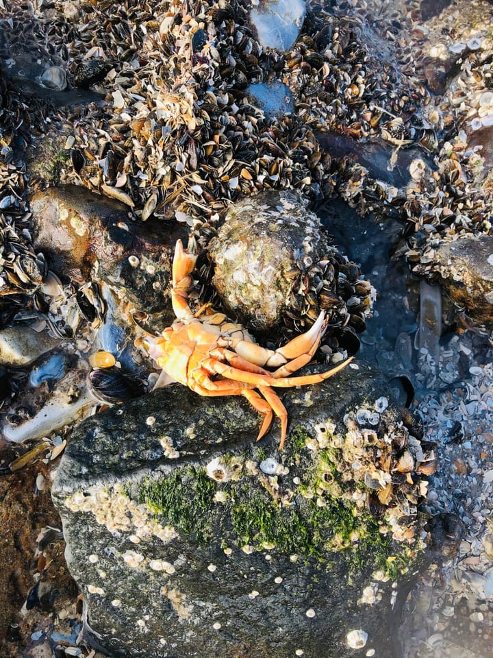 Foto 47 van Vuurtorenpark 216