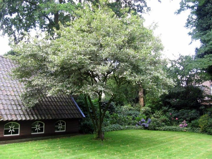 Foto 46 van Hulstheuvel 20