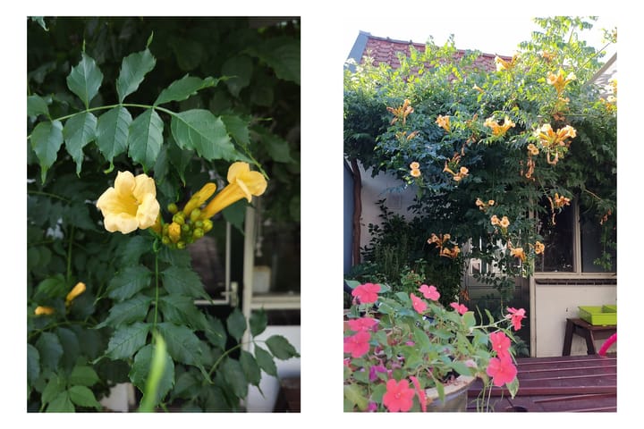 Foto 16 van F. Koolhovenstraat 11