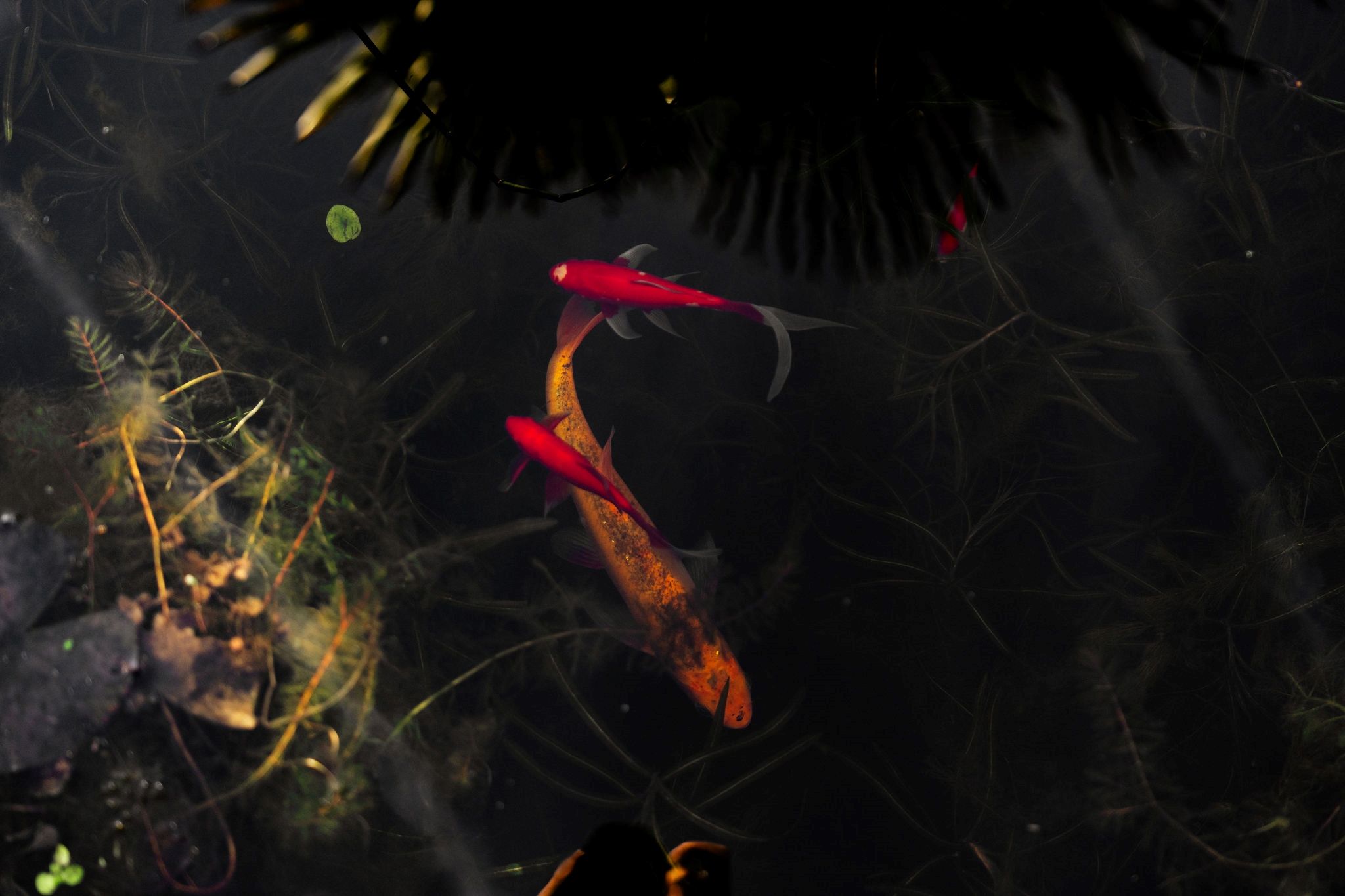 Foto 45 van Galjoen 10 1