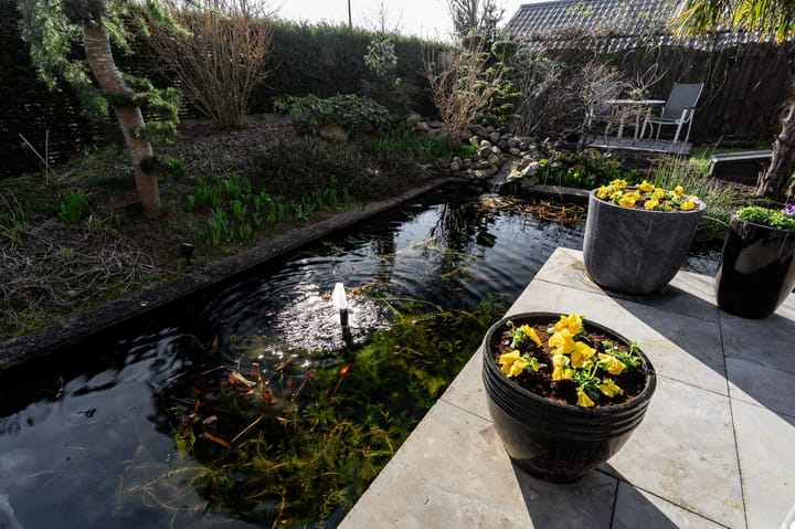 Foto 47 van Galjoen 10 1