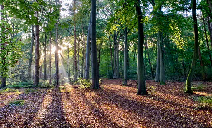 Foto 46 van Bosanemoonstraat 5