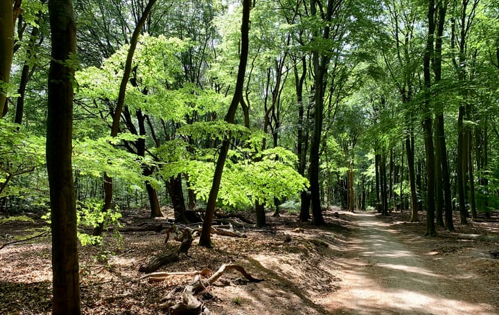 Foto 48 van Bosanemoonstraat 5