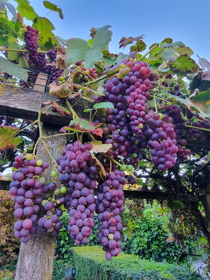 Foto 94 van Bacchus 10