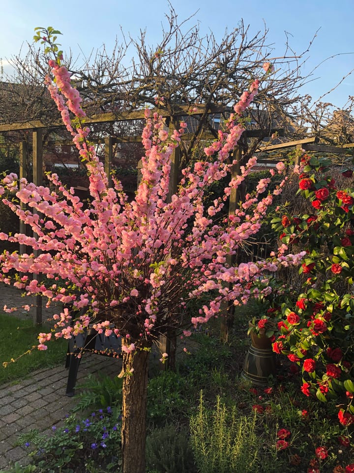 Foto 96 van Bacchus 10