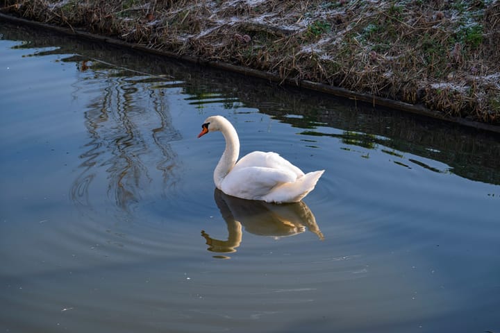 Foto 25 van Lavendelveld 90