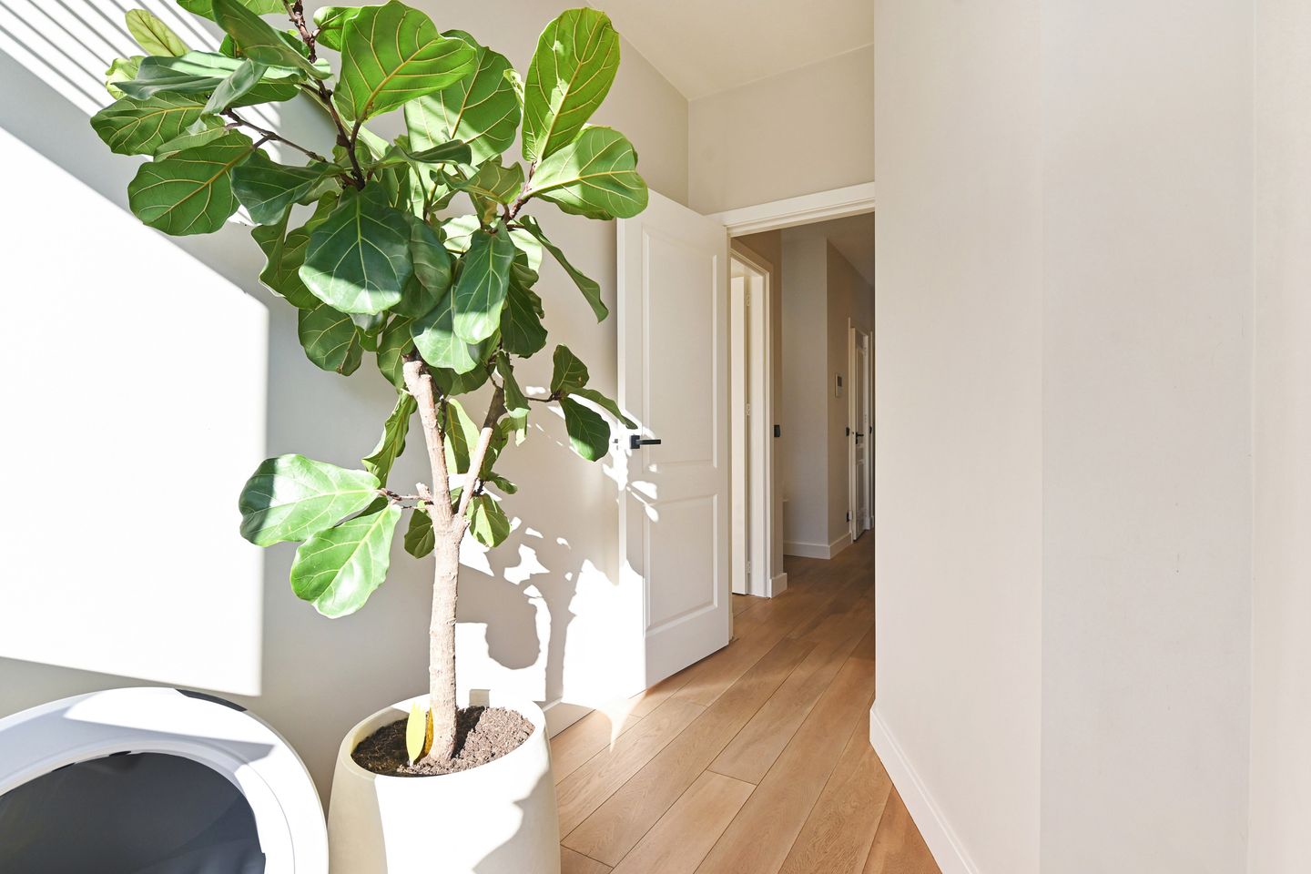 Photo 25 of Ananasstraat 16