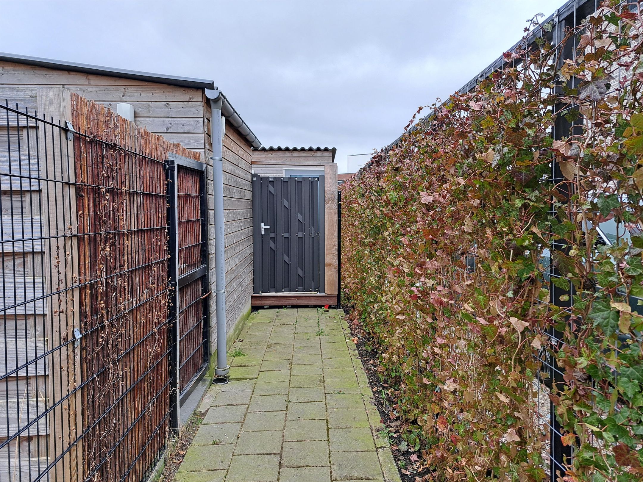 Foto 15 van Suikerpeer 26