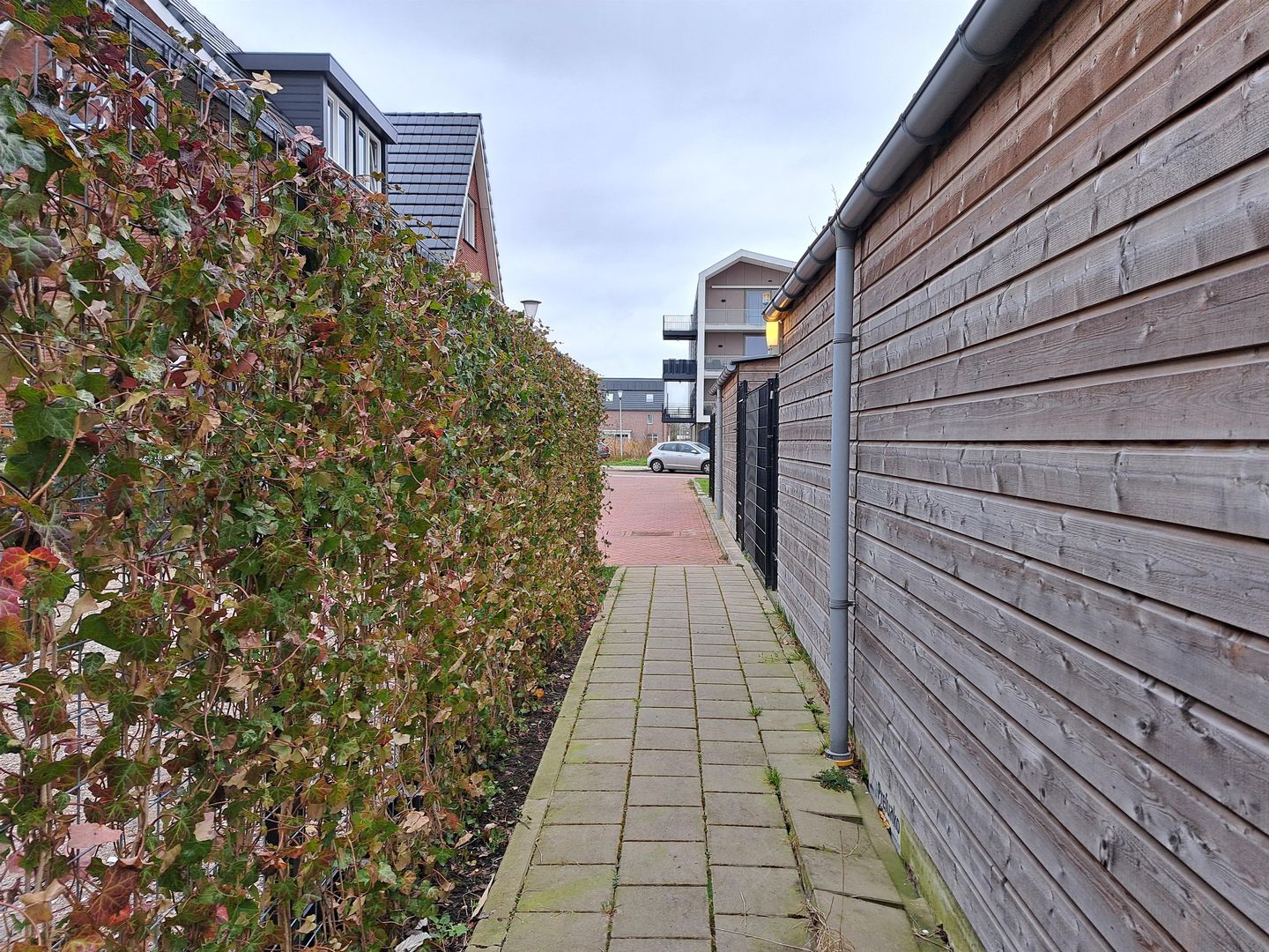 Foto 14 van Suikerpeer 26