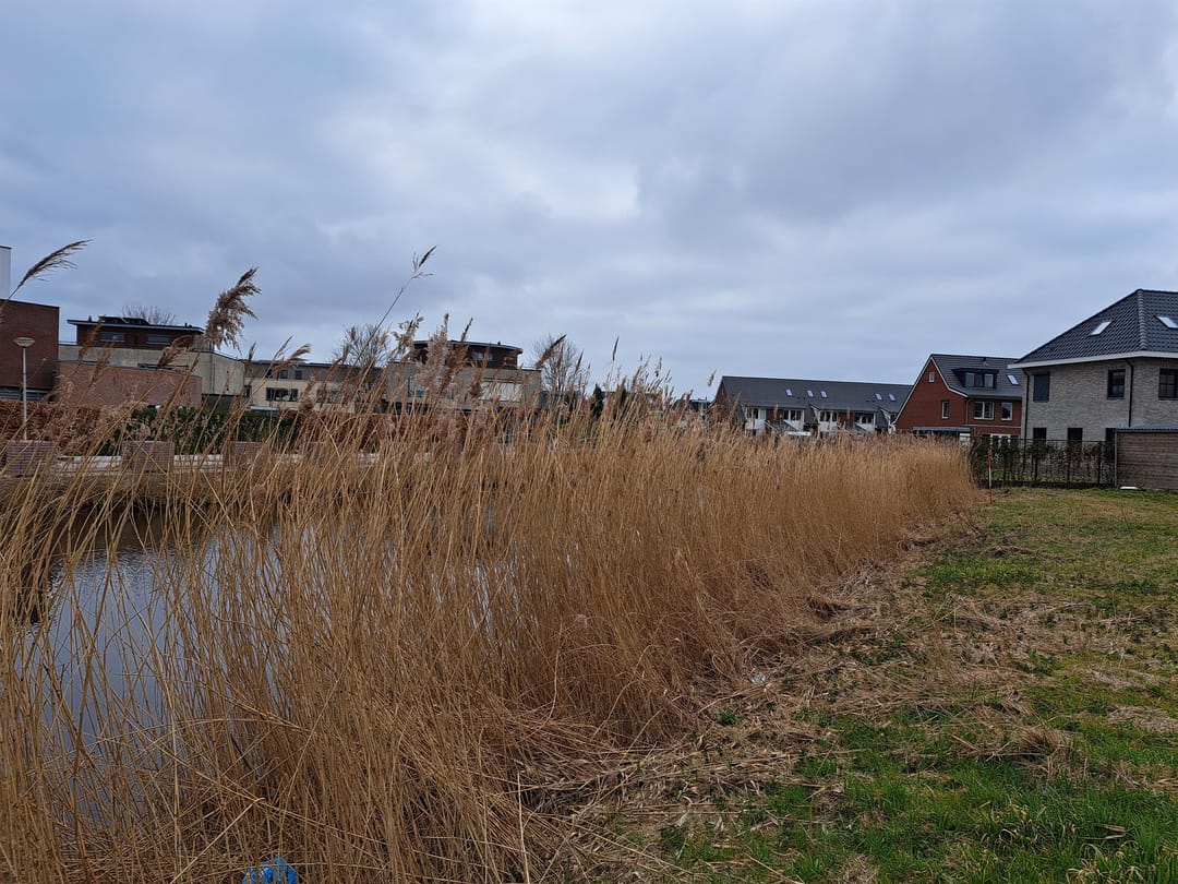 Foto 37 van Suikerpeer 26