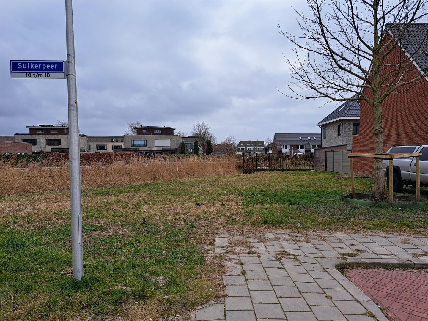 Foto 35 van Suikerpeer 26