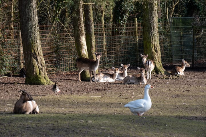 Photo 40 of Berkenstraat 13