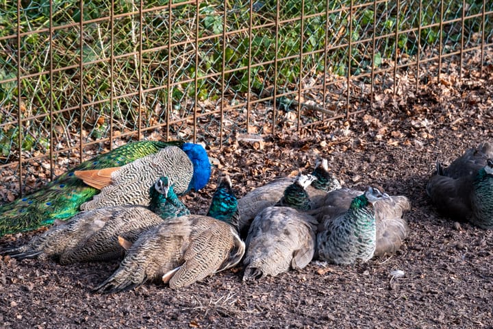 Photo 41 of Berkenstraat 13