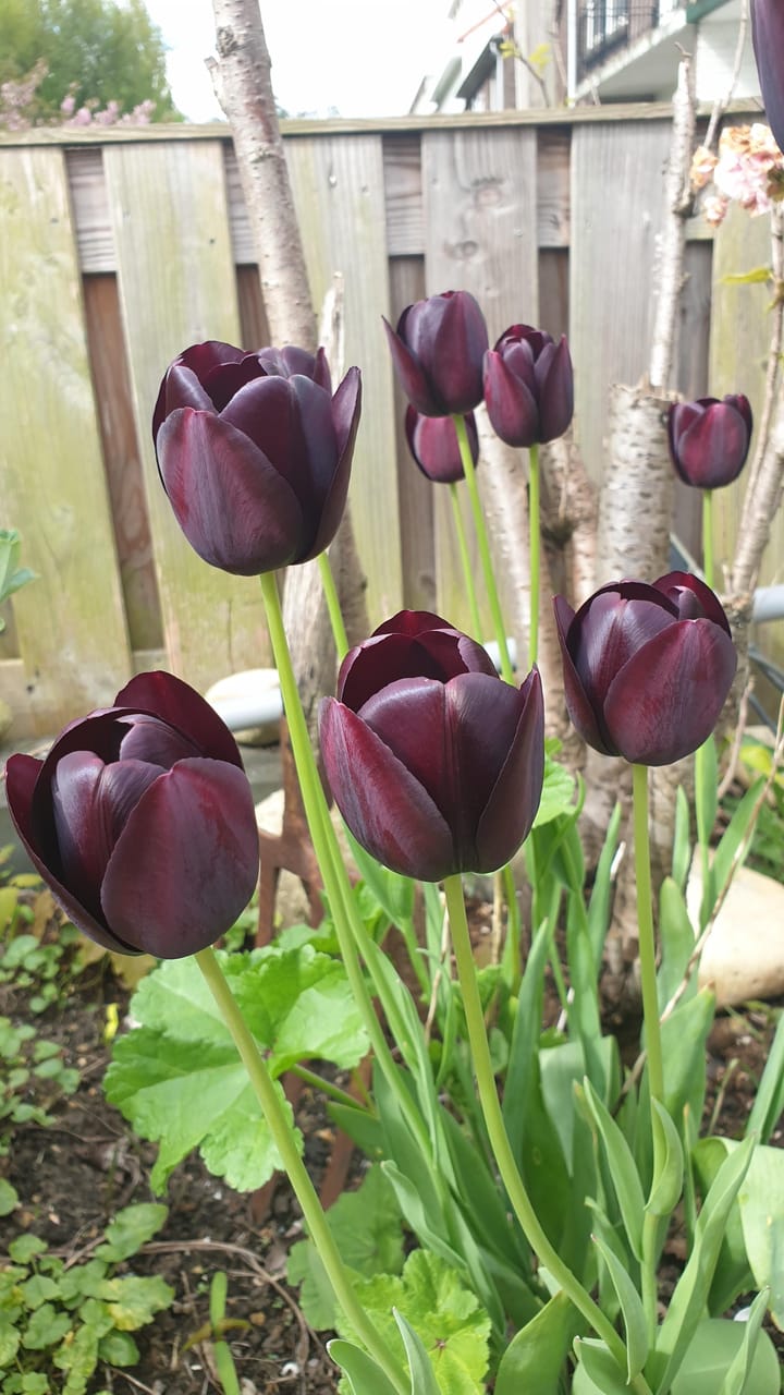 Foto 32 van Dr. Sloetlaan 7