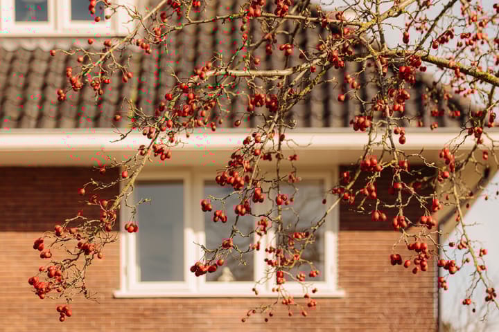 Foto 48 van van Ostadelaan 67