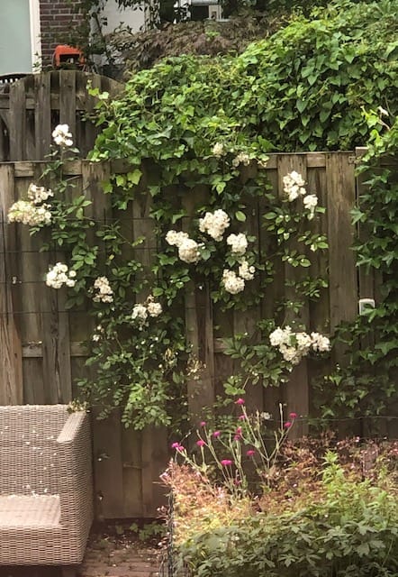 Foto 19 van Linnaeusparkweg 29-H