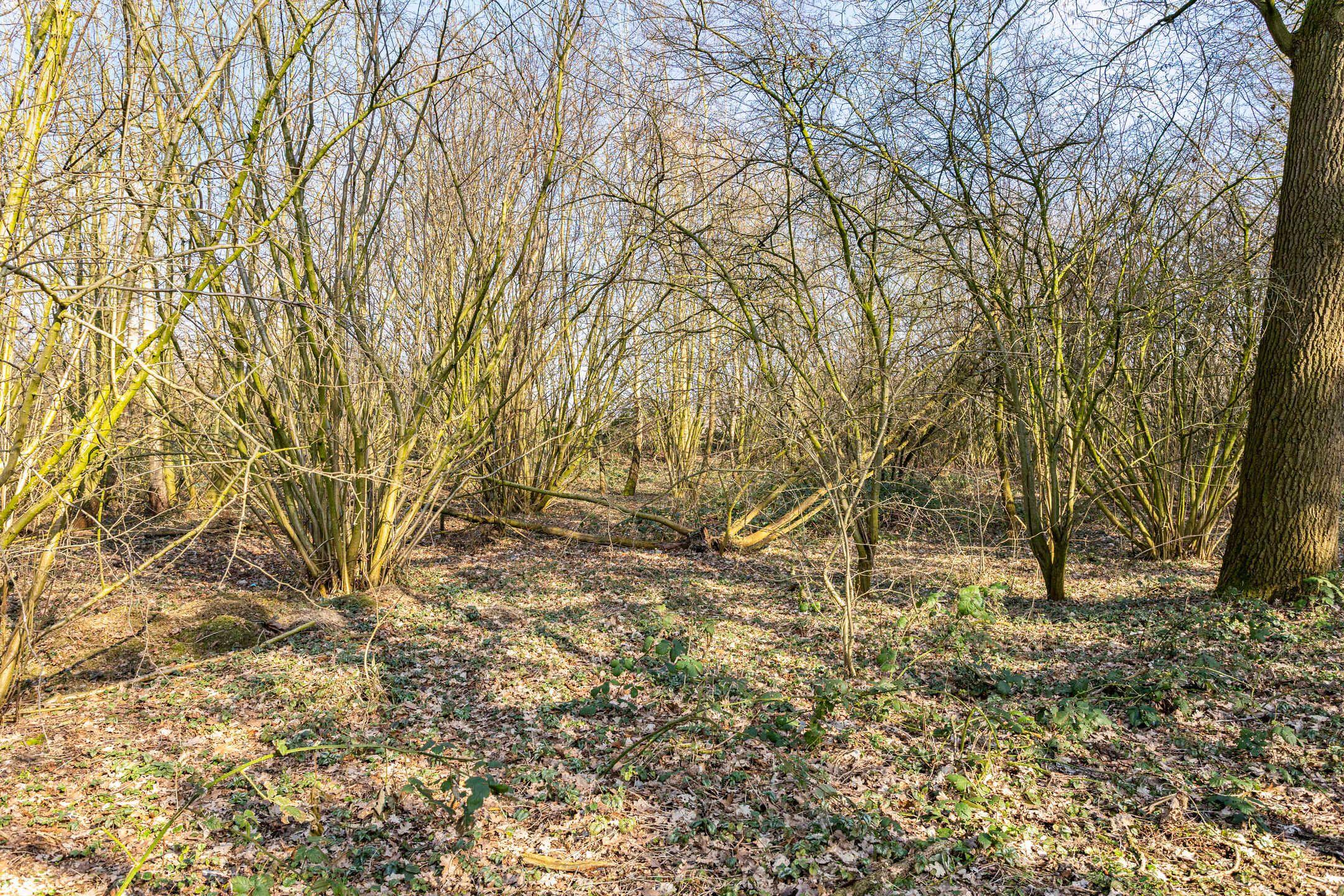 Foto 78 van Mallumse Molenweg 14