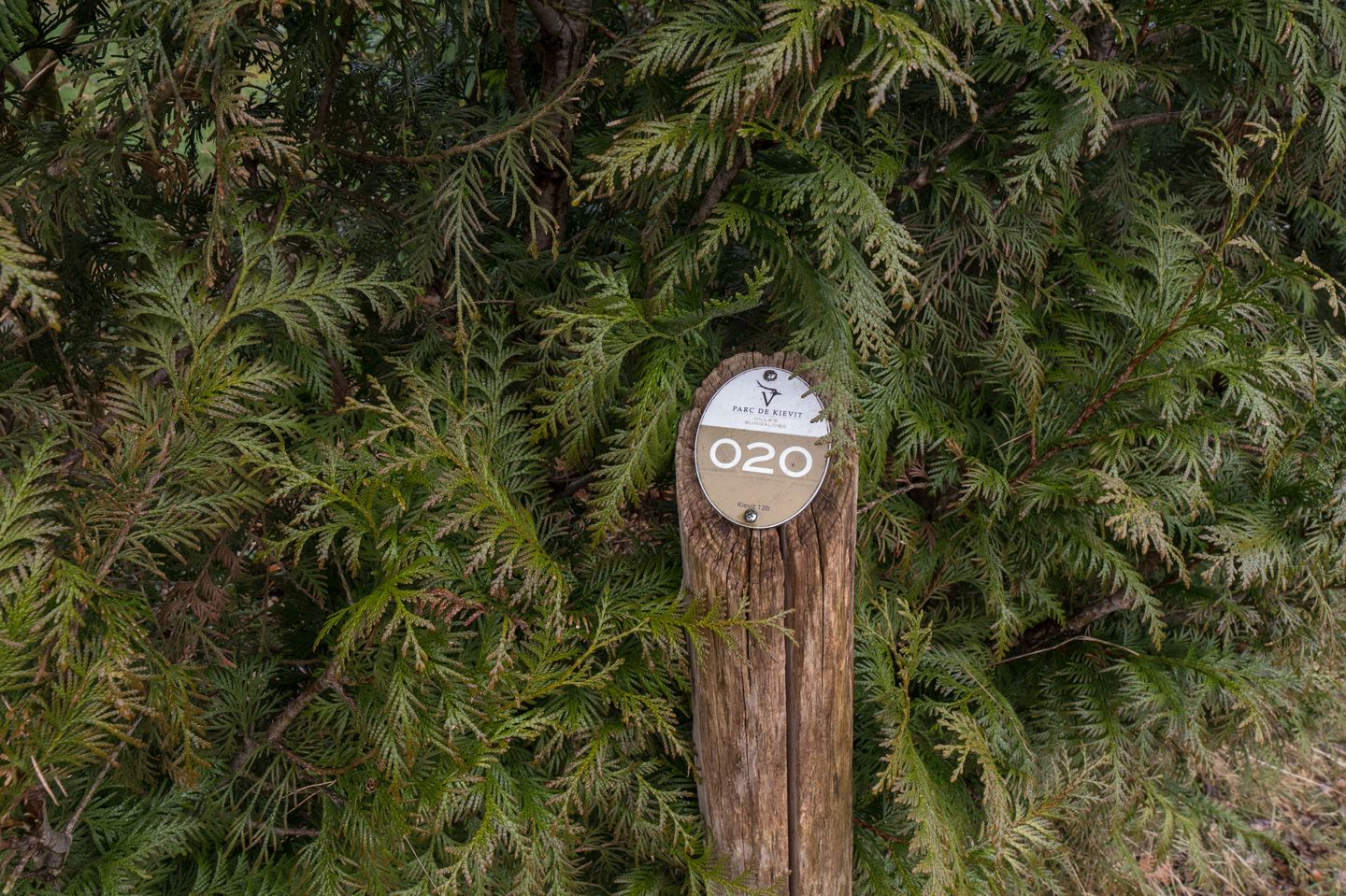 Photo 29 of Kievit 12-B020