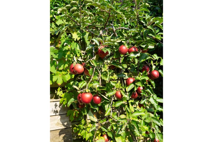 Foto 9 van Schepenlaan 19