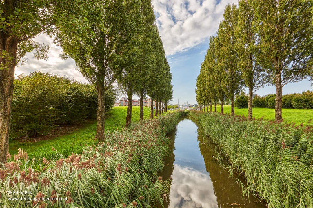 Foto 41 van Koolzaadveld 9