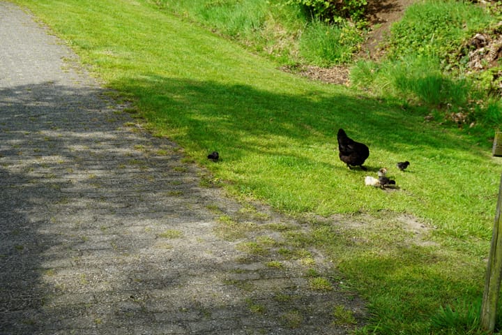 Foto 32 van Langwarderdyk 16-0037